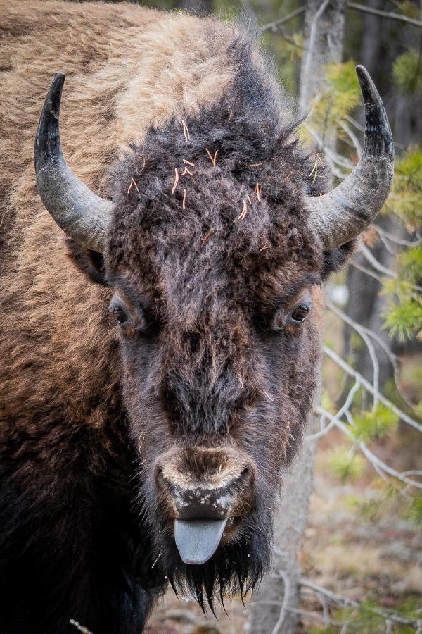 The Bison At Buffalo Jump Apartment West Yellowstone Exterior photo